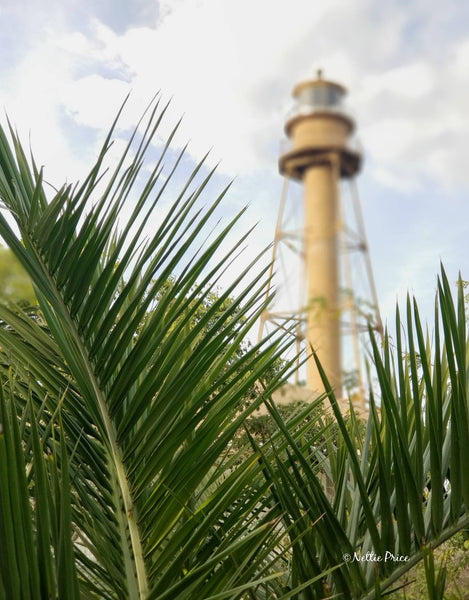 Sanibel Lighthouse & Palms Print Mobile Photography